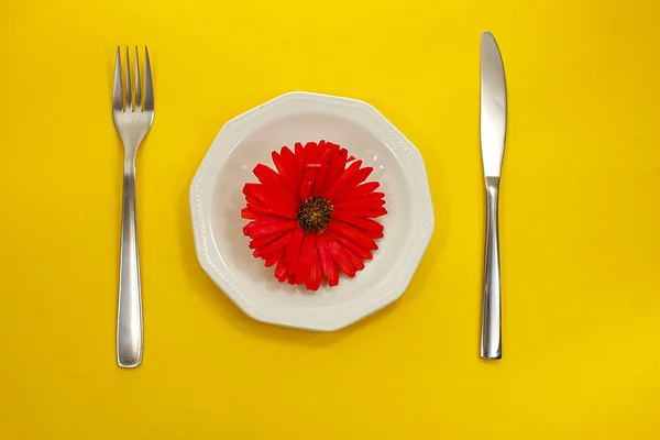 Красный цветок на белой тарелке — стоковое фото