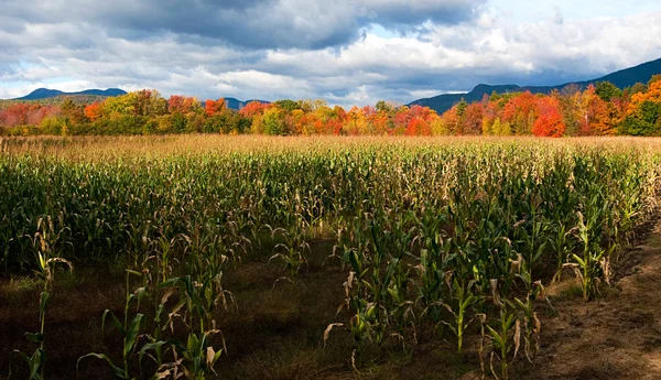 Sonbaharda New Hampshire beyaz dağlar vadisinde