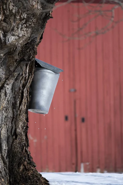 ニューイングランドの農場では 早春のカエデの木から樹液を集めるために伝統的な古い金属製のバケツが使用されています ロイヤリティフリーのストック写真