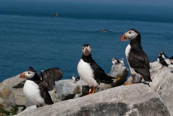 Atlantic Puffins Protecting Their Nests in Maine — 스톡 사진