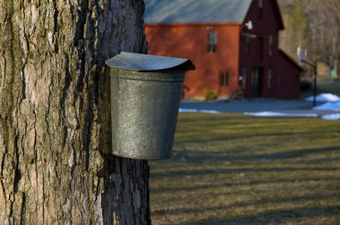 Tapping for Maple Syrup in Early Spring
