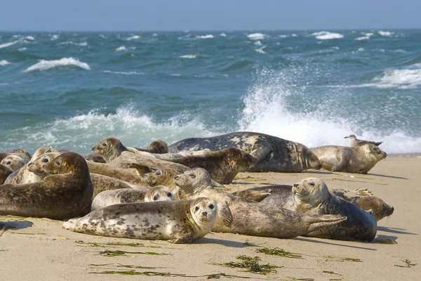 Sigilli Realxing sulla spiaggia di Nantucket — Foto Stock