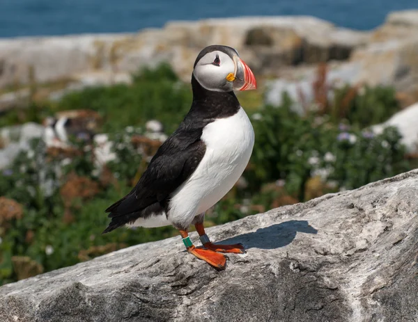 Puffin 보호 메인 섬에 — 스톡 사진