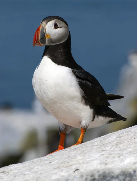 메인 해안 바위에 대서양 Puffin — 스톡 사진