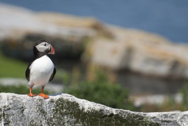 Maine Atlantik Puffin tek başına