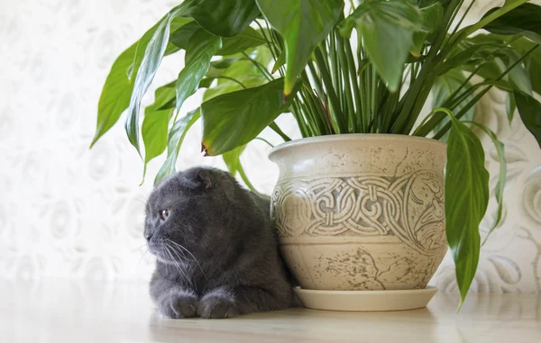 Grigio lop-ear scozzese Fold gatto seduto vicino Spathiphyllum fiore sul tavolo — Foto Stock