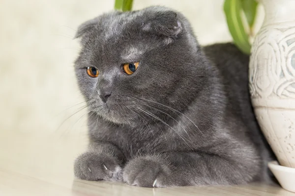 Elegantní šedé zběsilého útoku skotský Fold kočka ležící na stole — Stock fotografie