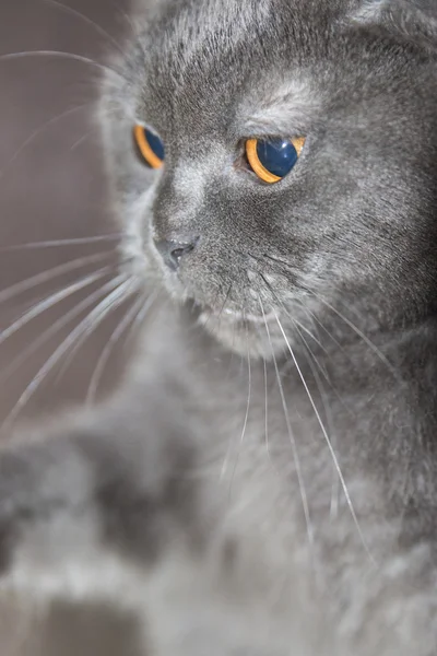 Juguetón gris Lop-eared escocés doblar joven gato de cerca — Foto de Stock