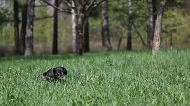 Hond gras eten op aard — Stockvideo