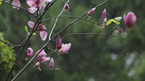 Krásné růžové květy v dešti v Číně parku — Stock video