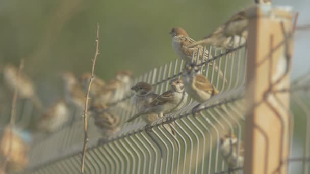 Flock of sparrows sitting on a fence — Stock Video