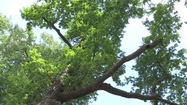Turning under the oak tree looking to the top — Stock Video