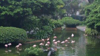 Bazı gül flamingoları Hong Kong Park içinde