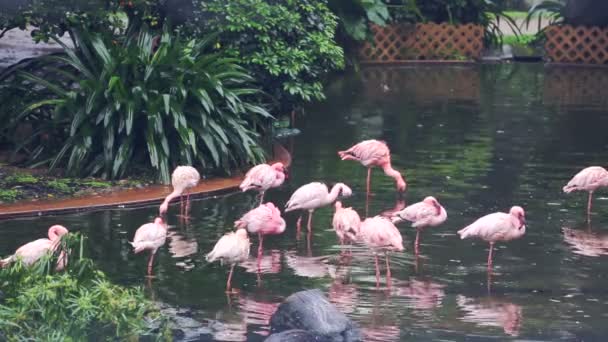 Quelques flamants roses dans un Central Park de Hong Kong 