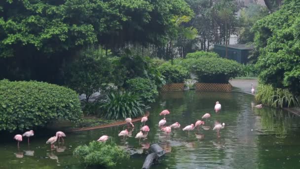 Sommige roze flamingo's in het Park van Hong Kong — Stockvideo