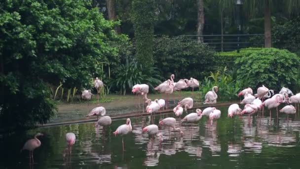 Bir sürü pembe flamingoları içinde bir Central Park, Hong Kong — Stok video