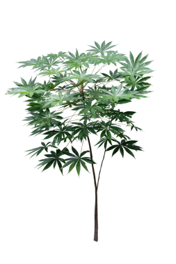 Cassava plant with tall stems, isolated on white background with clipping path.