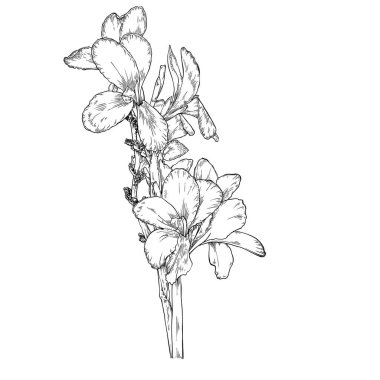 Black and white Canna Lily Flower Nice Flower Plant outline, Hand-draw contour line and strokes branch flowers. Design element for greeting card and invitation.