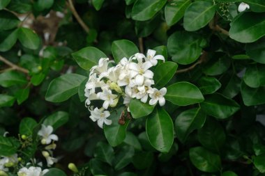 Güzel beyaz turuncu yasemin Murraya paniklemiş çiçek açmış ve bahçede güzel kokulu