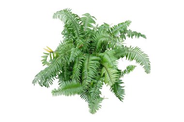 Boston eğrelti otu beyaz arka planda kırpma yolu ile izole.