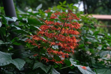 Pagoda Çiçeği (Clerodendrum paniculatum) bahçede, güzel kırmızı tropikal çiçek.
