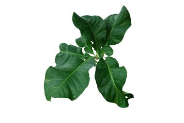 Careya sphaerica yaprağı kırpma yolu ile beyaz arkaplanda izole edildi.