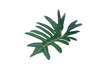 Green Philodendron Xanadu leaf tropical ornamental plant isolated on white background.