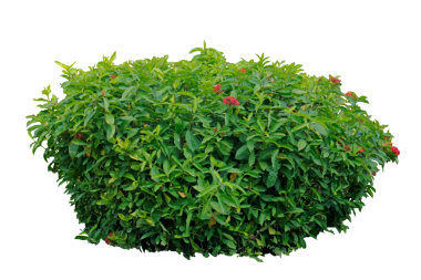 Tropical flower plant bush tree The Ixora calycina or Rath Mal plant is a rare plant, isolated on white background.