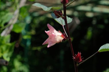 Çiçekli Roselle bitkisi, Hibiscus Sabdariffa, üç yapraklı. Kırmızı kalibreler C vitamini ve antosiyanin açısından zengin bir içeceğe yerleştirilirken, bast fiber üretimi için kullanılır.