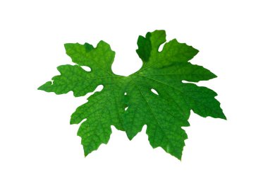 Acı kavun yaprakları kırpma yolu olan beyaz bir arkaplanda izole edilmiş.