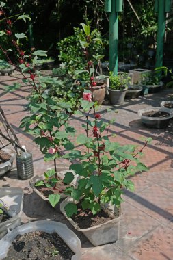 Bahçedeki Roselle ağacı