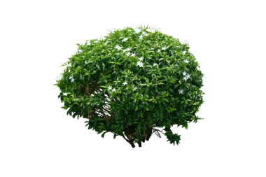 Beyaz çiçekli yeşil çalı, fırıldak çiçeği (Crepe Jasmine) bonsai, beyaz arka planda izole edilmiş.