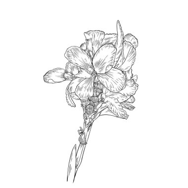 Black and white Canna Lily Flower Nice Flower Plant outline, Hand-draw contour line and strokes branch flowers. Design element for greeting card and invitation.