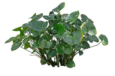 Homalomena hızlandırma bitkisi kırpma yolu ile beyaz arkaplanda izole edildi