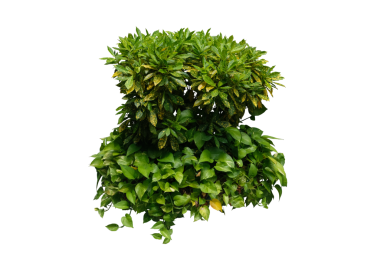 Beyaz Arkaplanda İzole Edilmiş Codiaeum Varyete Altın Toz Bitkisi