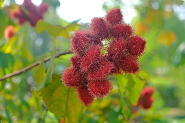 Ruj ağacı - Bixa Orellana veya doğal besin renklendirme için kullanılan Achiote tohumları.