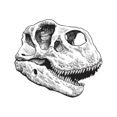 Beyaz arkaplanda dinozor kafatası vektörü çizimi