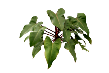 Philodendron Erubescens 'Kırmızı Zümrüt, beyaz arka planda izole