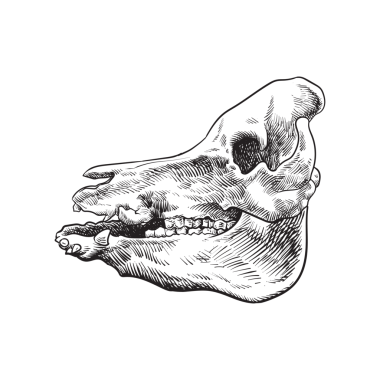 Boar skull. Dead animals skeleton profile. Vintage anatomy drawing of face bone with teeth. Outlined sketch drawn in retro style. Detailed illustration