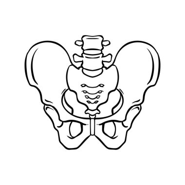 İnsan leğen kemiğinin siyah beyaz çizimi. Resimde leğen kemiği kemeri, vektör illüstrasyonunu gösteriyor..