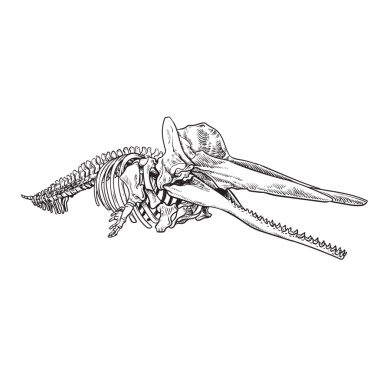 Whale bones Vector drawing illustration isolated on white background