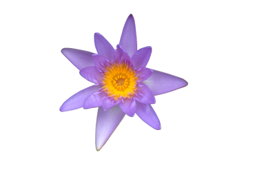 Violet Lotus 'un üst görünümü kırpma yolu ile beyaz arkaplanda izole edildi.