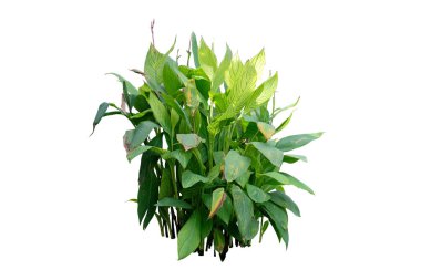 Canna 'nın (Canna indica L.) tropikal bahçe peyzajı beyaz arka planda kırpma yolu, doğa düzeni ile izole edilmiş..