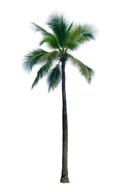 Coconut palm tree isolated on white background, with clipping path