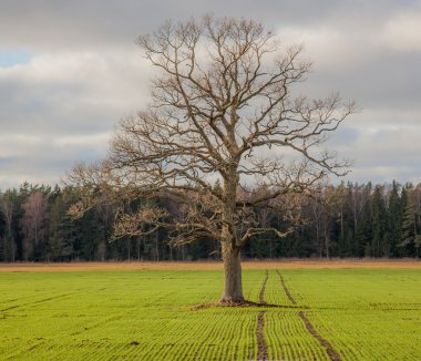 Tarladaki yalnız ağaç.