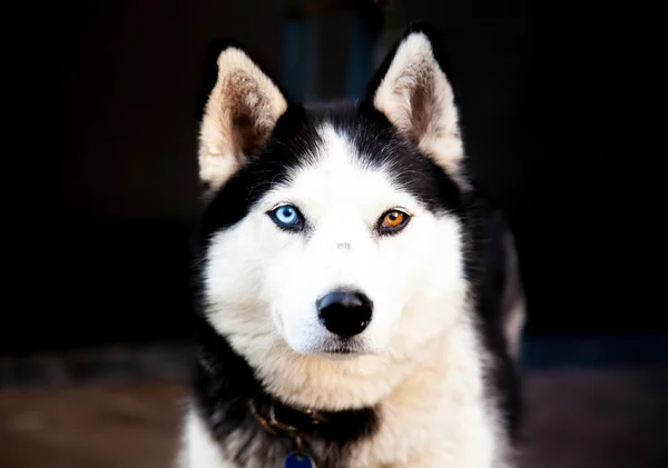 Retrato Siberiano Husky Imagen de archivo