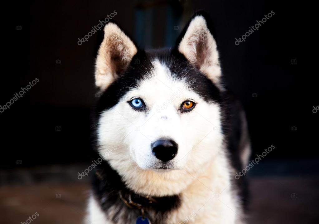 Portrait Siberian Husky