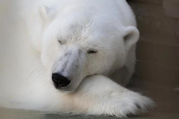 Oso polar durmiendo Fotos de stock