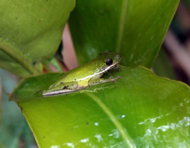 Tropikal Florida ağaç kurbağası