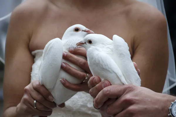Couple with Wedding Pigeons, 2016 — Stock Photo, Image